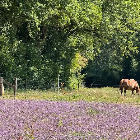 De La Haie Des Bois - 8p Plessé